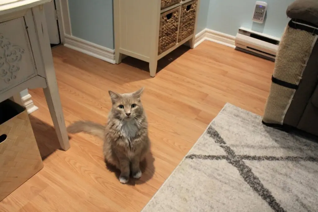 78429 209877 Bj8GicMmZs7cDJGVI 2lXaY RpFmbJoSMAQeHpLp6Oc 65a3f452eab03.jpg